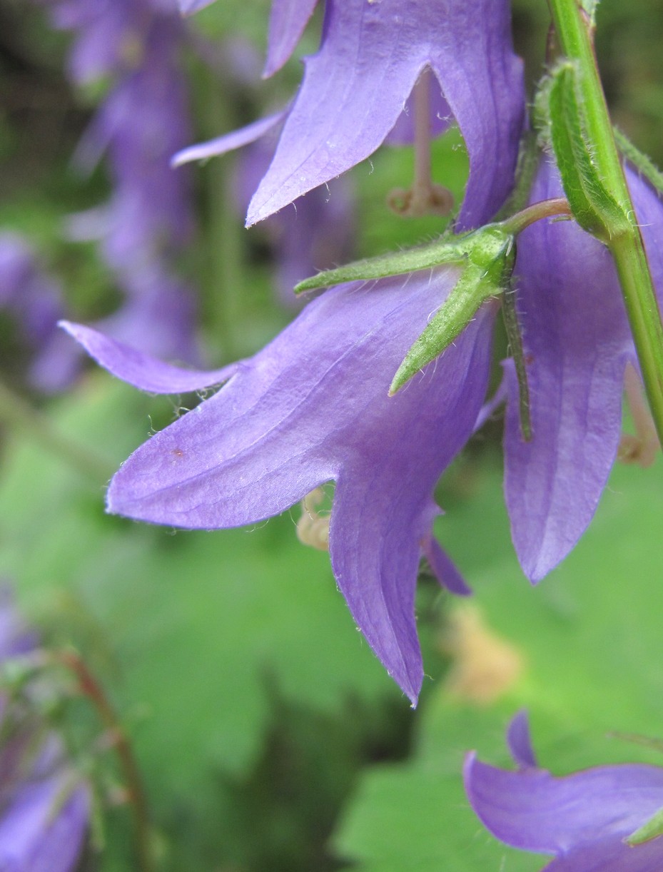 Image of Campanula sarmatica specimen.