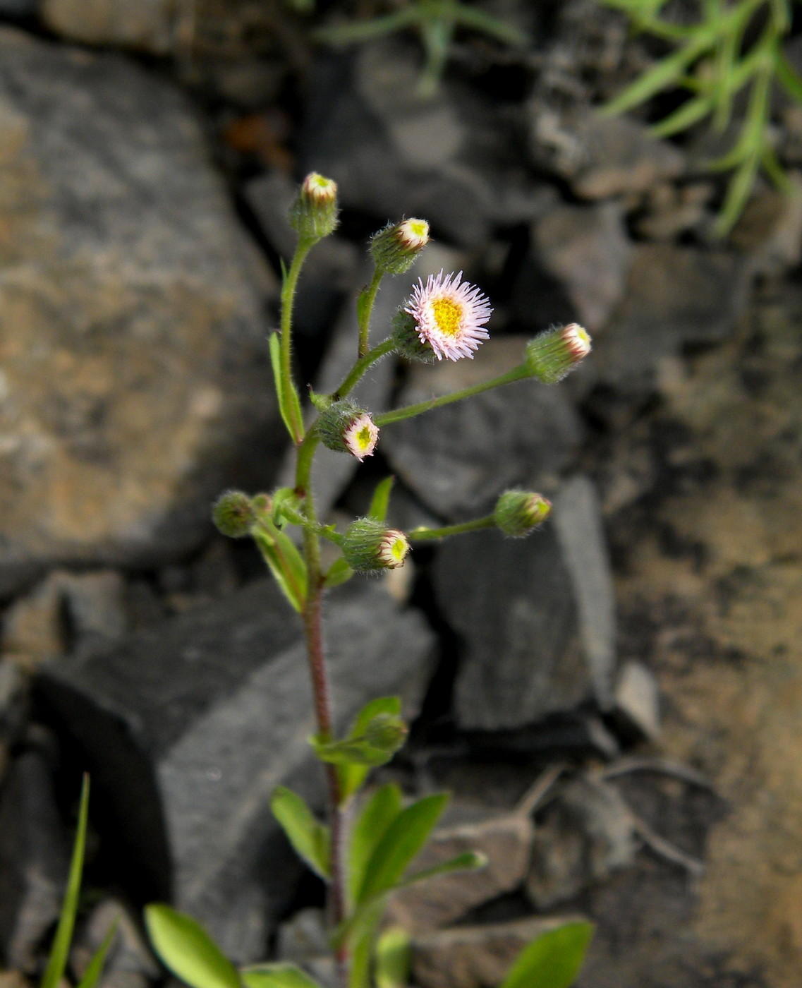 Изображение особи Erigeron acris.