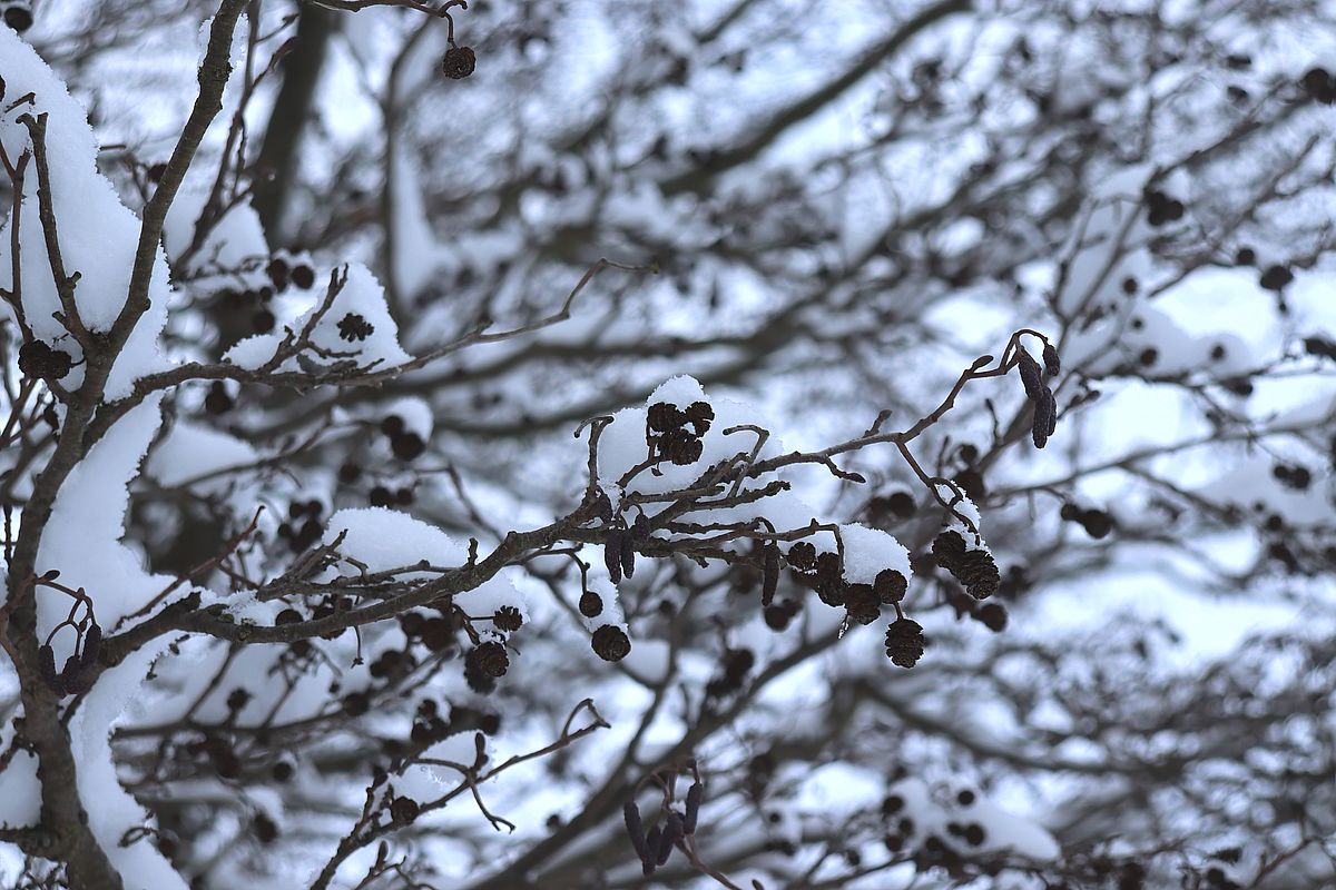 Изображение особи Alnus glutinosa.