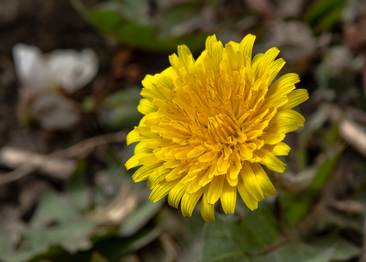 Image of genus Taraxacum specimen.