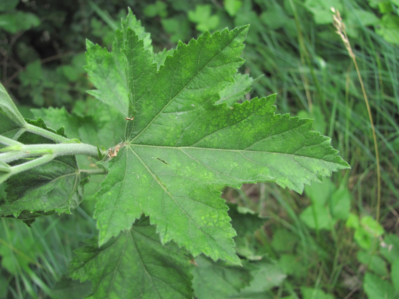 Изображение особи Althaea armeniaca.