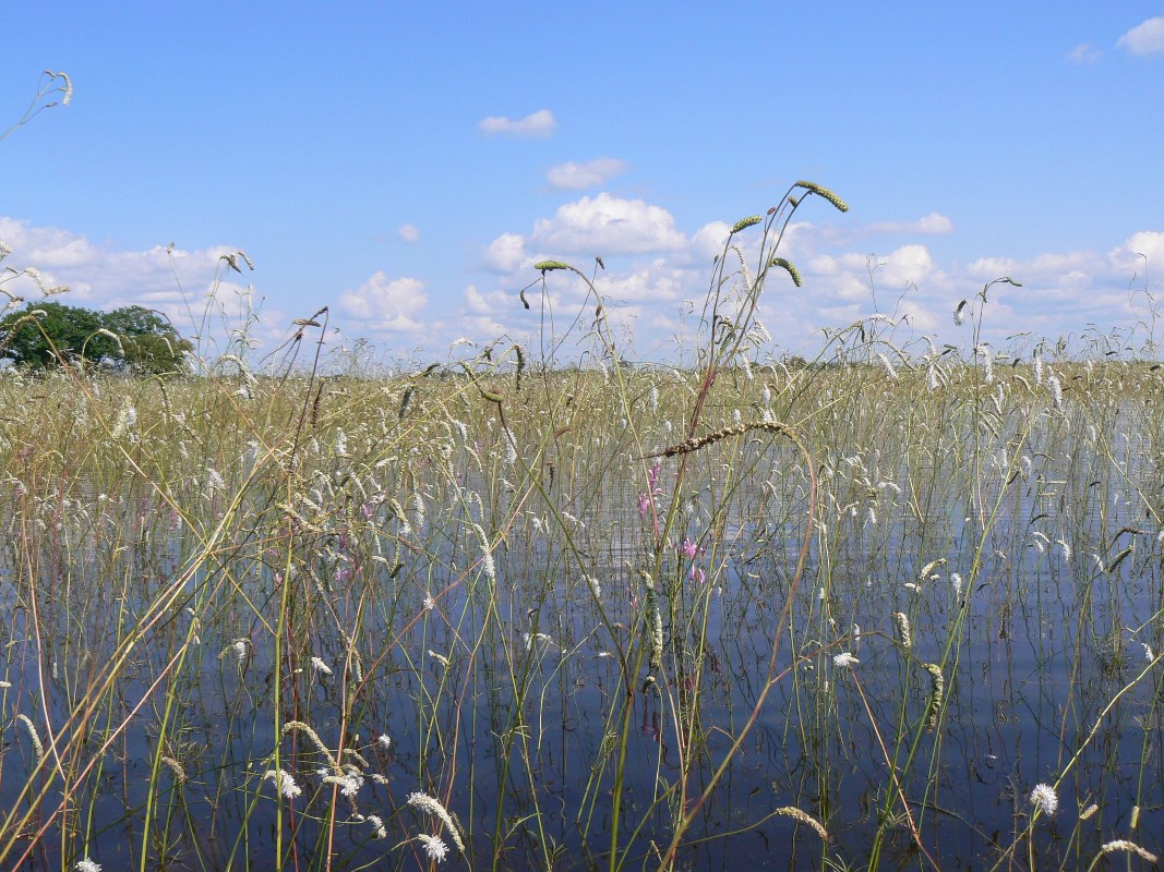 Image of Sanguisorba parviflora specimen.