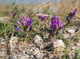 Astragalus onobrychis