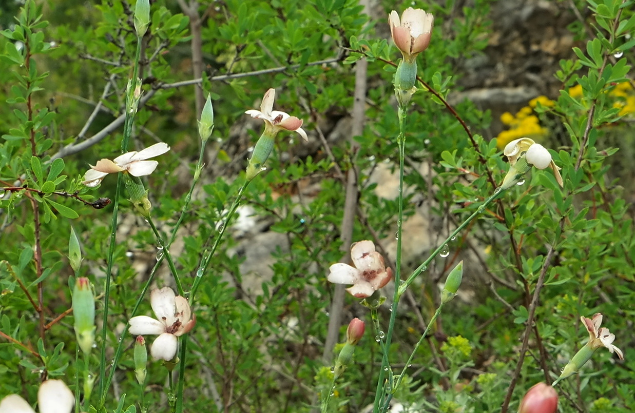 Image of Dianthus marschallii specimen.