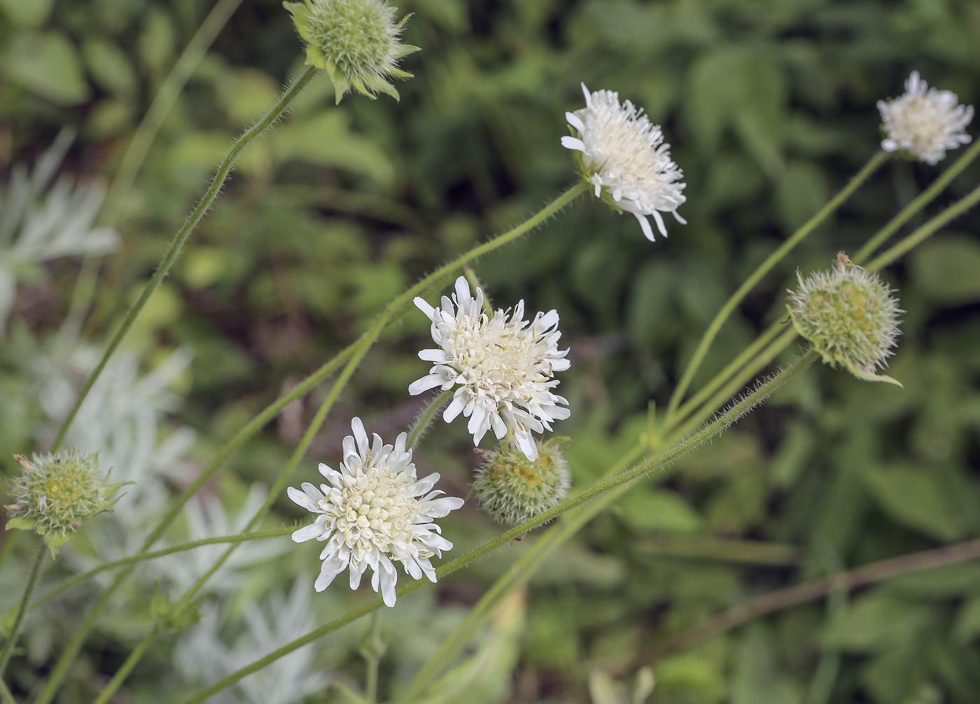 Image of Knautia tatarica specimen.