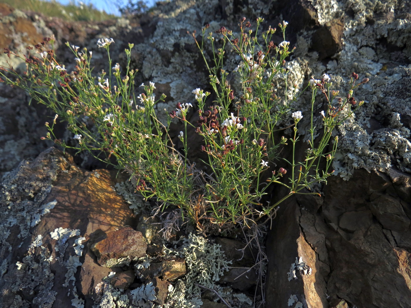 Изображение особи Asperula petraea.