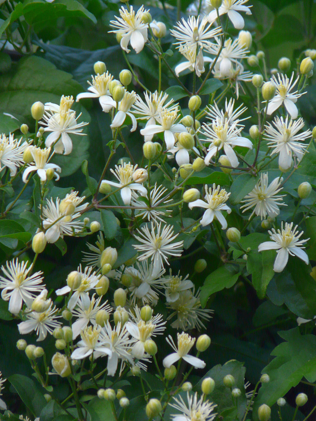 Image of Clematis vitalba specimen.