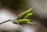 Oxytropis owerinii. Соплодие. Кабардино-Балкария, Чегемский р-н, Чегемское ущелье, долина р. Гара-Аузу Су, окр. альплагеря \"Чегем\", сосновый лес. 05.08.2021.