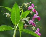 Impatiens glandulifera. Верхушка цветущего растения с каплями дождя. Московская обл., Одинцовский р-н, окр. г. Кубинка, вдоль лесной тропы. 21.07.2021.