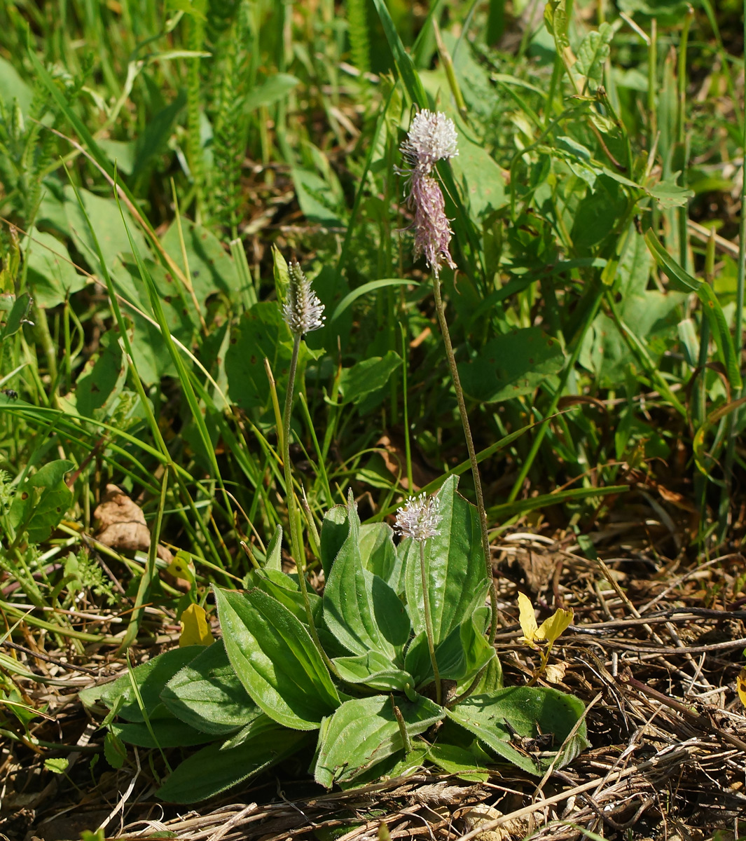 Изображение особи Plantago urvillei.