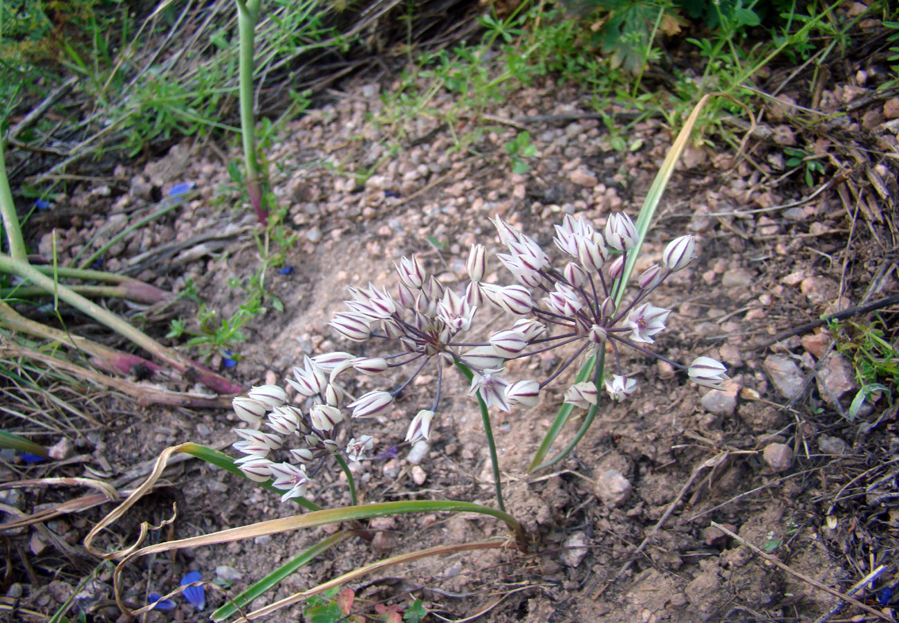 Image of Allium oreophilum specimen.