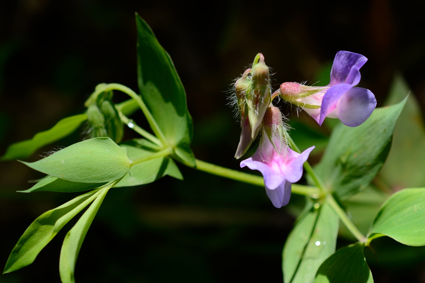 Изображение особи Lathyrus laxiflorus.