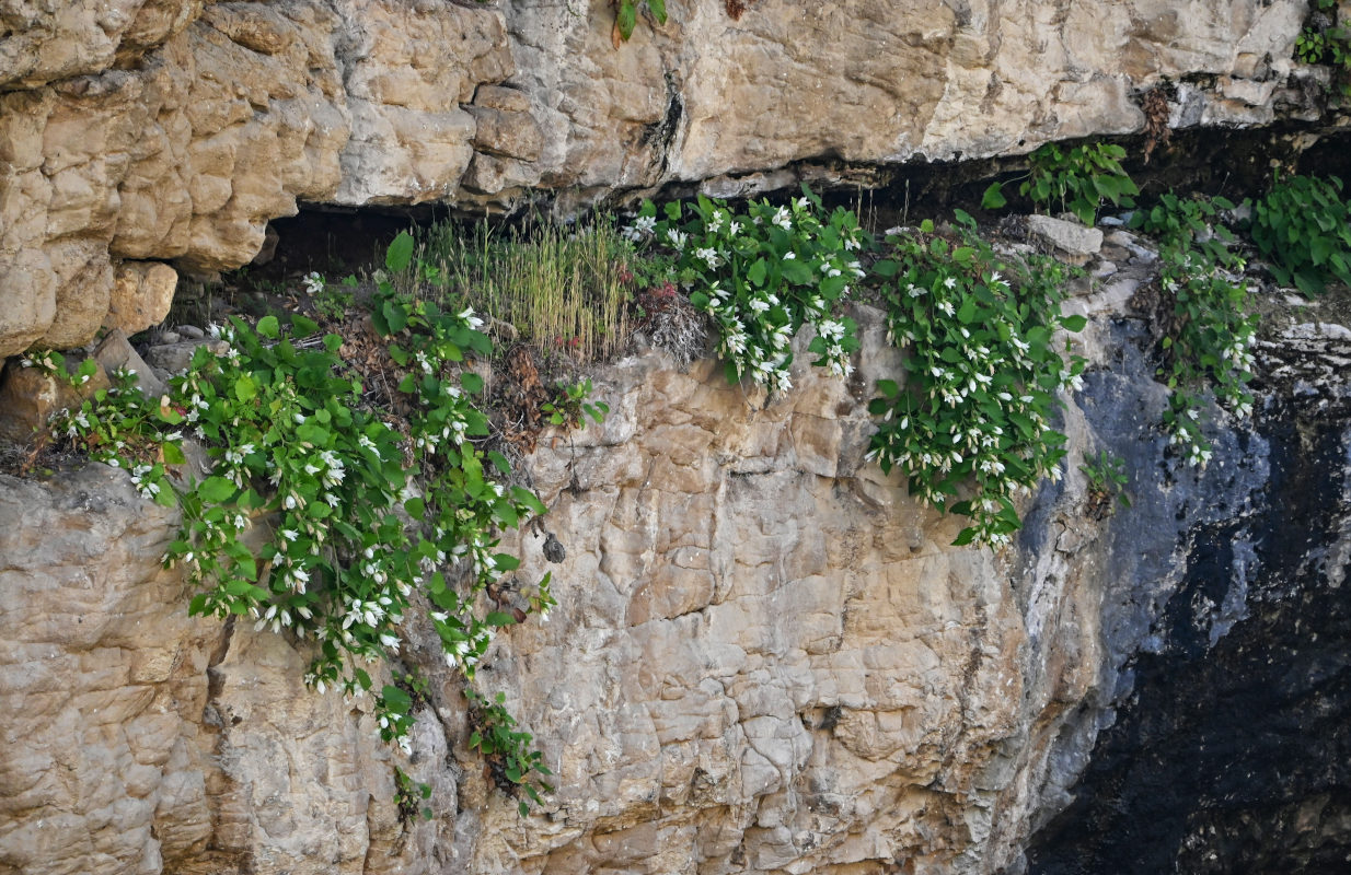 Image of Campanula pendula specimen.