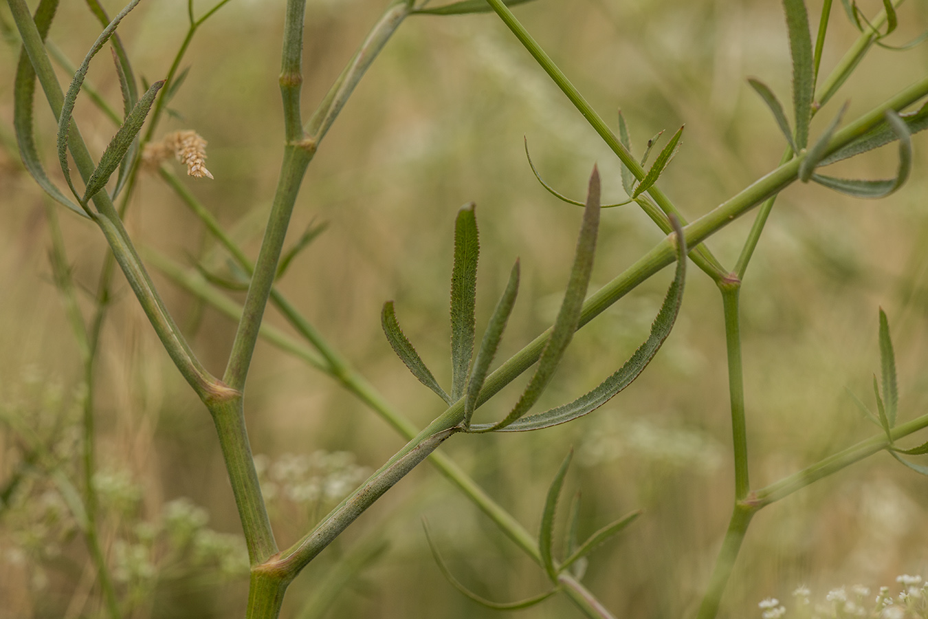 Image of Falcaria vulgaris specimen.