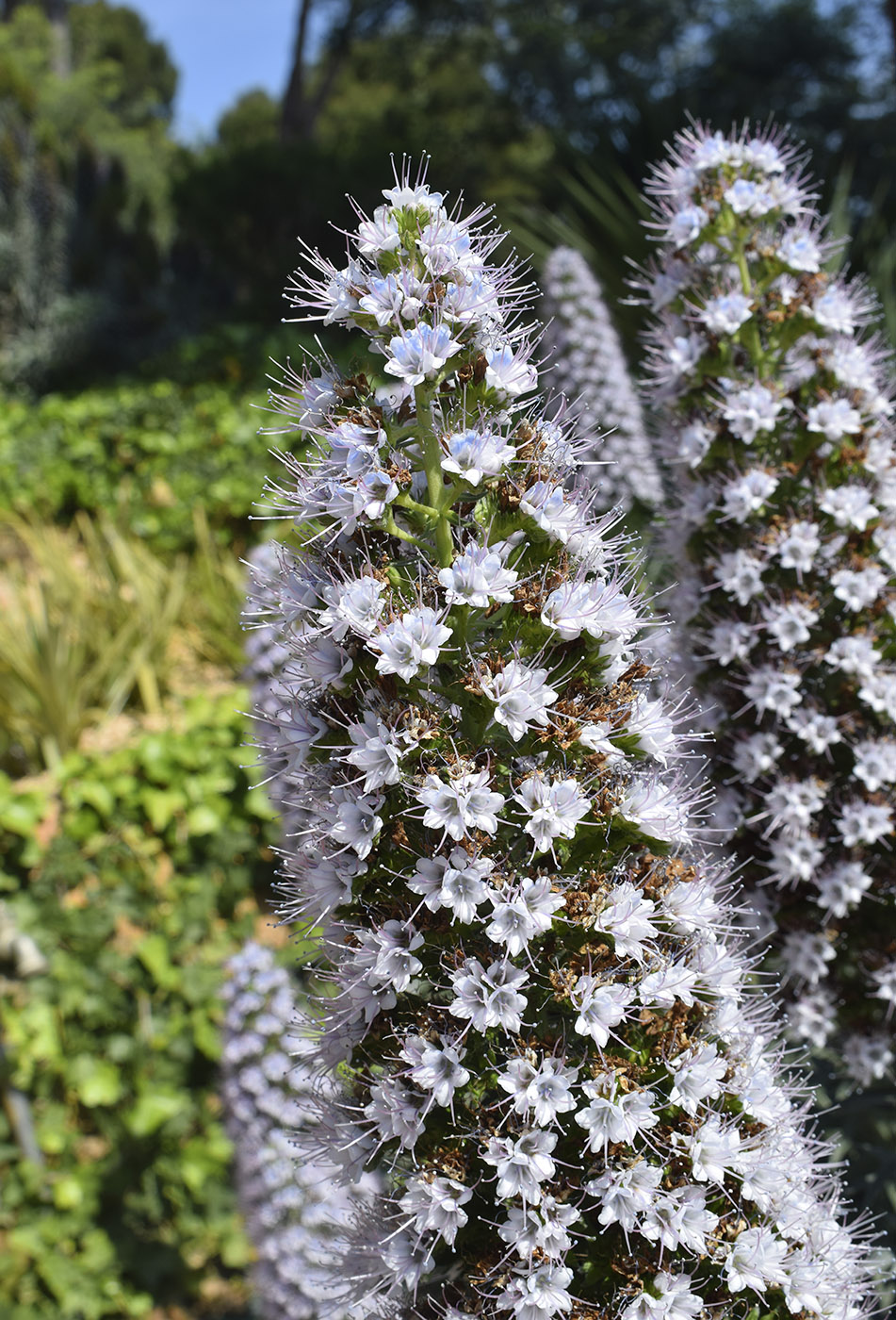 Image of genus Echium specimen.