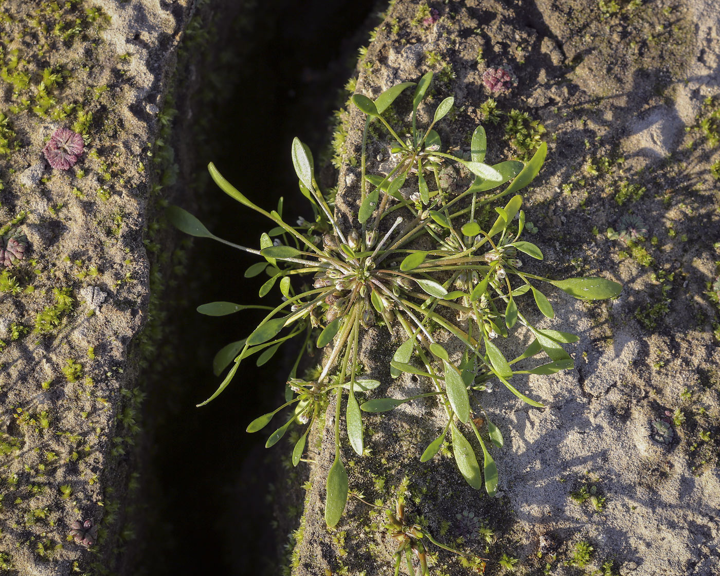 Image of Limosella aquatica specimen.