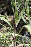 Tragopogon orientalis