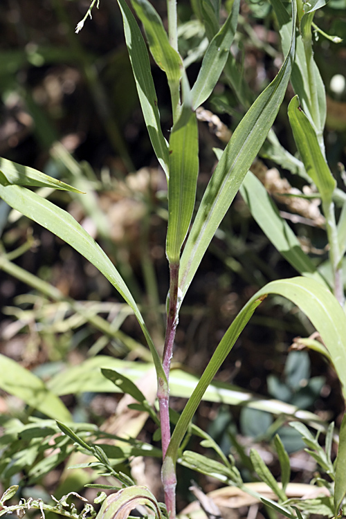 Изображение особи Tragopogon orientalis.