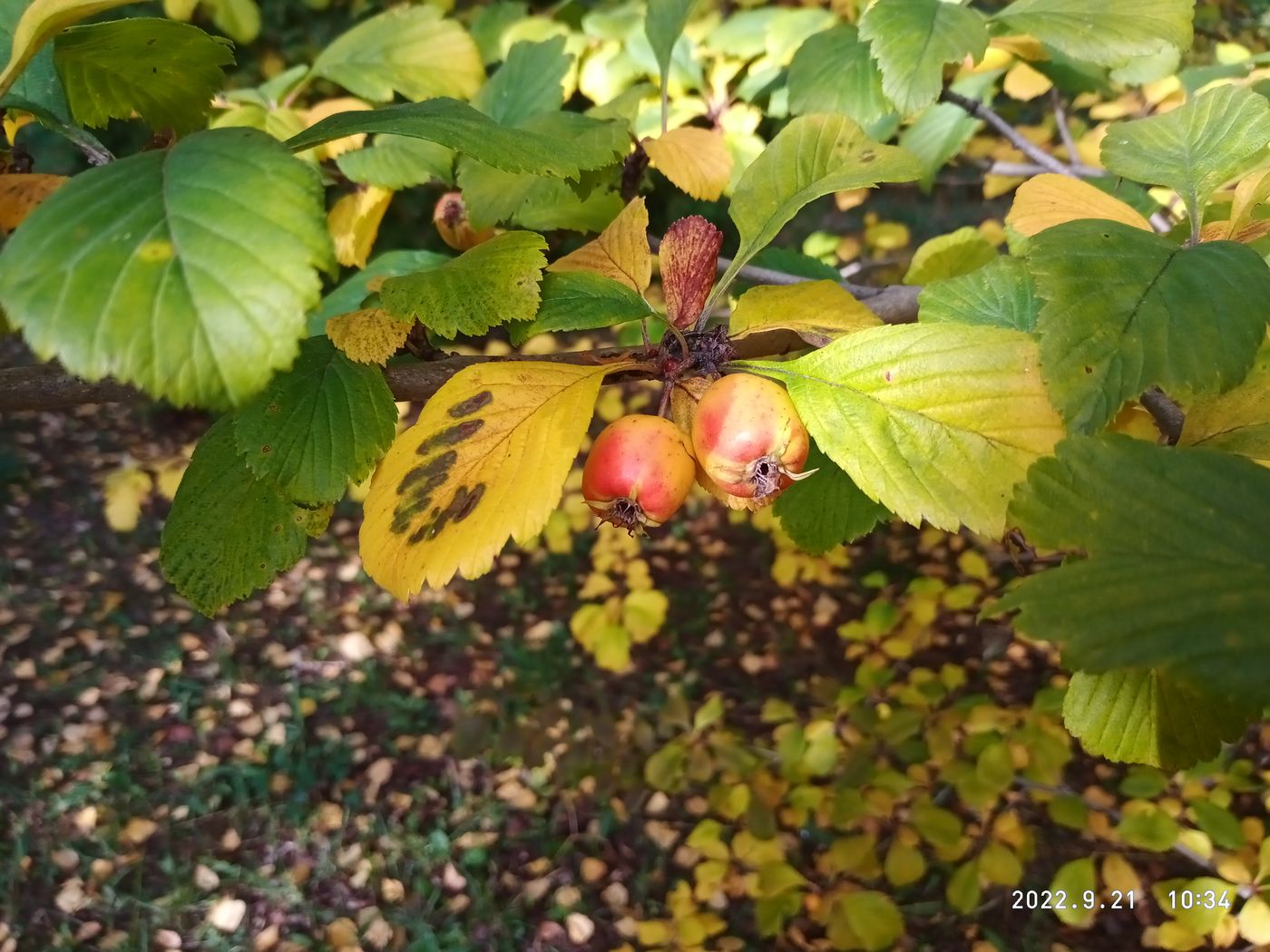 Изображение особи Crataegus punctata.