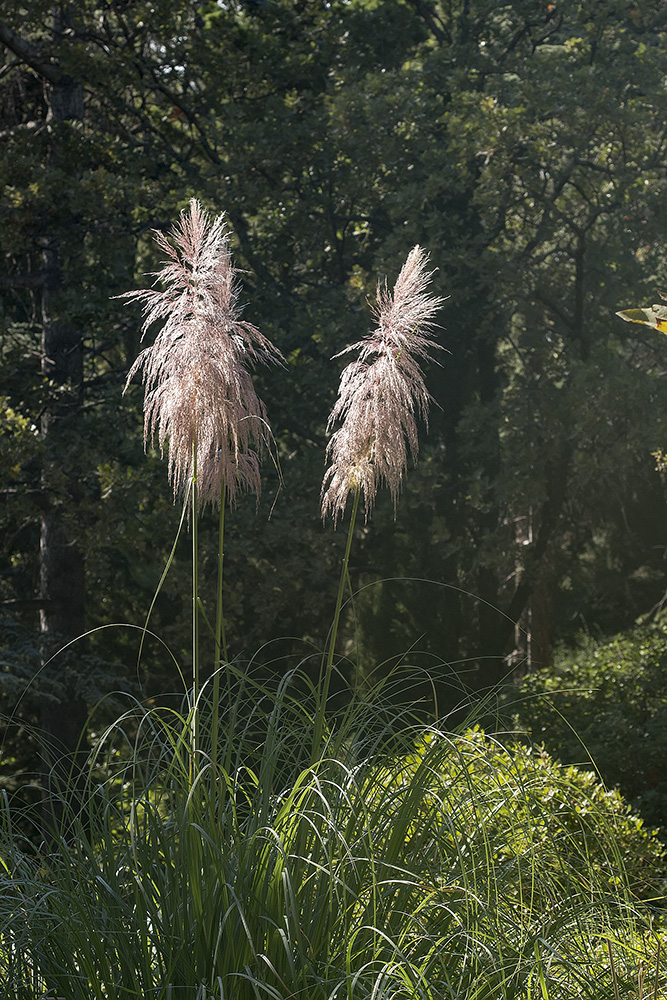 Image of Cortaderia selloana specimen.