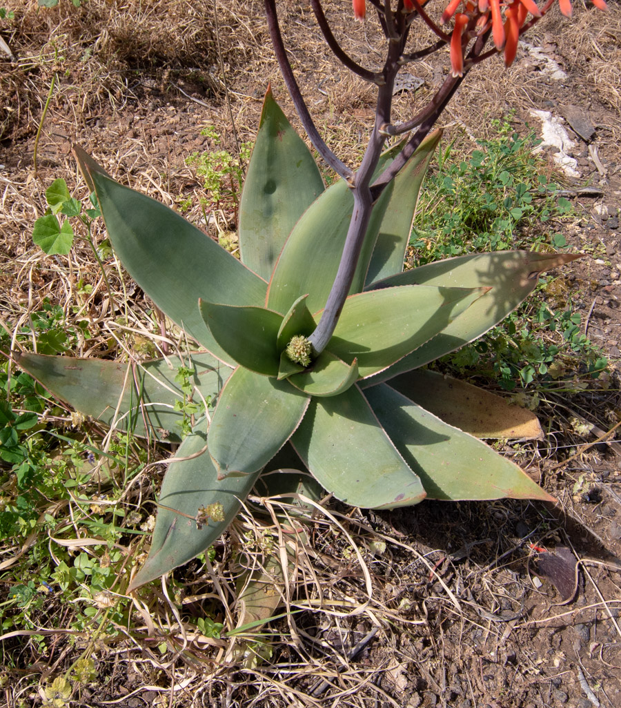 Image of Aloe striata specimen.