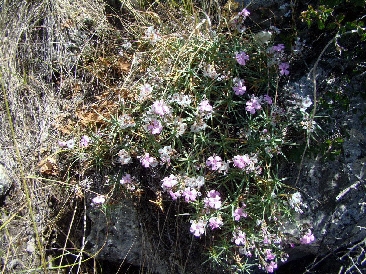 Image of Acantholimon katrantavicum specimen.