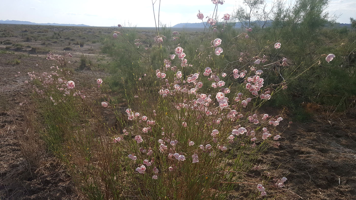 Изображение особи Poacynum pictum.