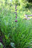 Epipactis atrorubens