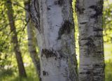 Betula utilis разновидность jacquemontii. Часть ствола. Ярославская обл., г. Переславль-Залесский, дендрологический парк им. С. Ф. Харитонова, в культуре. 12.06.2022.