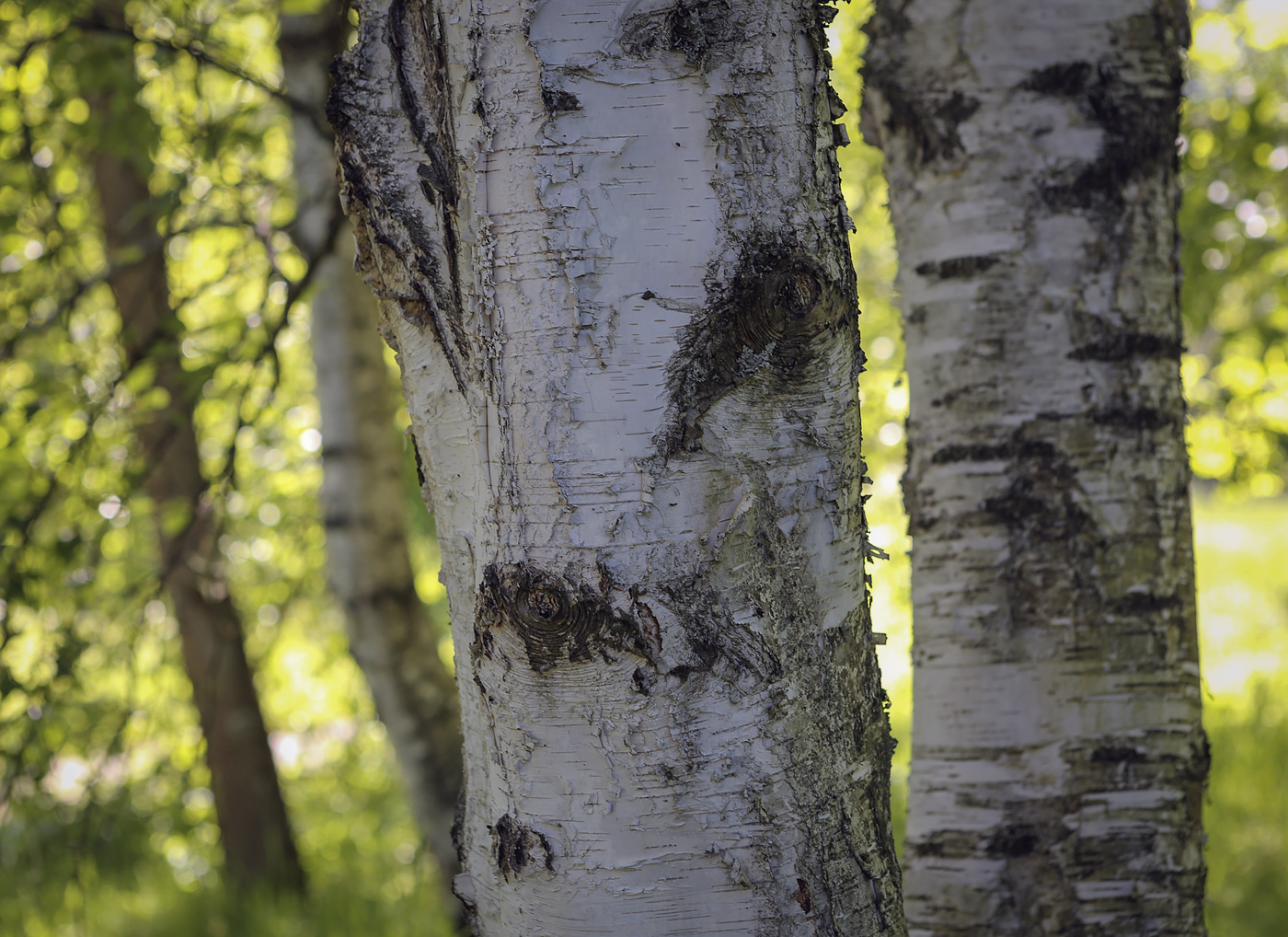 Изображение особи Betula utilis var. jacquemontii.