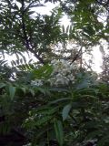 Sorbus tianschanica. Ветви цветущего растения. Казахстан, Заилийский Алатау, Аксайское ущелье, 1800 м н.у.м. 07.06.2010.