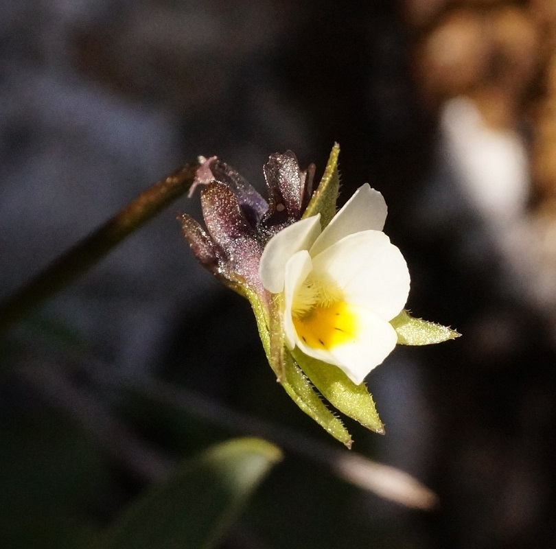 Image of Viola kitaibeliana specimen.