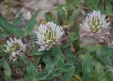 Trifolium ambiguum. Соцветия и листья. Крым, Феодосия, дачные окраины. 23 мая 2020 г.