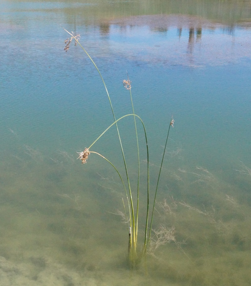 Image of Schoenoplectus litoralis specimen.