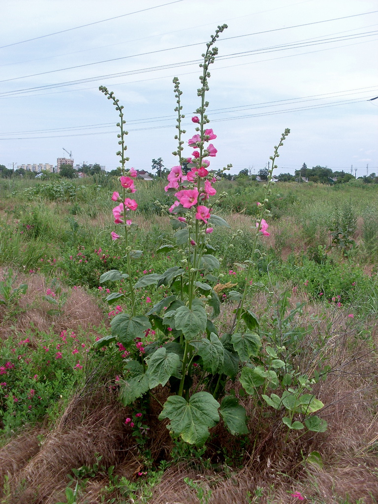 Image of Alcea rosea specimen.