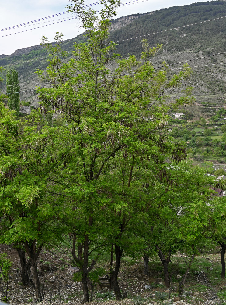 Image of Robinia pseudoacacia specimen.