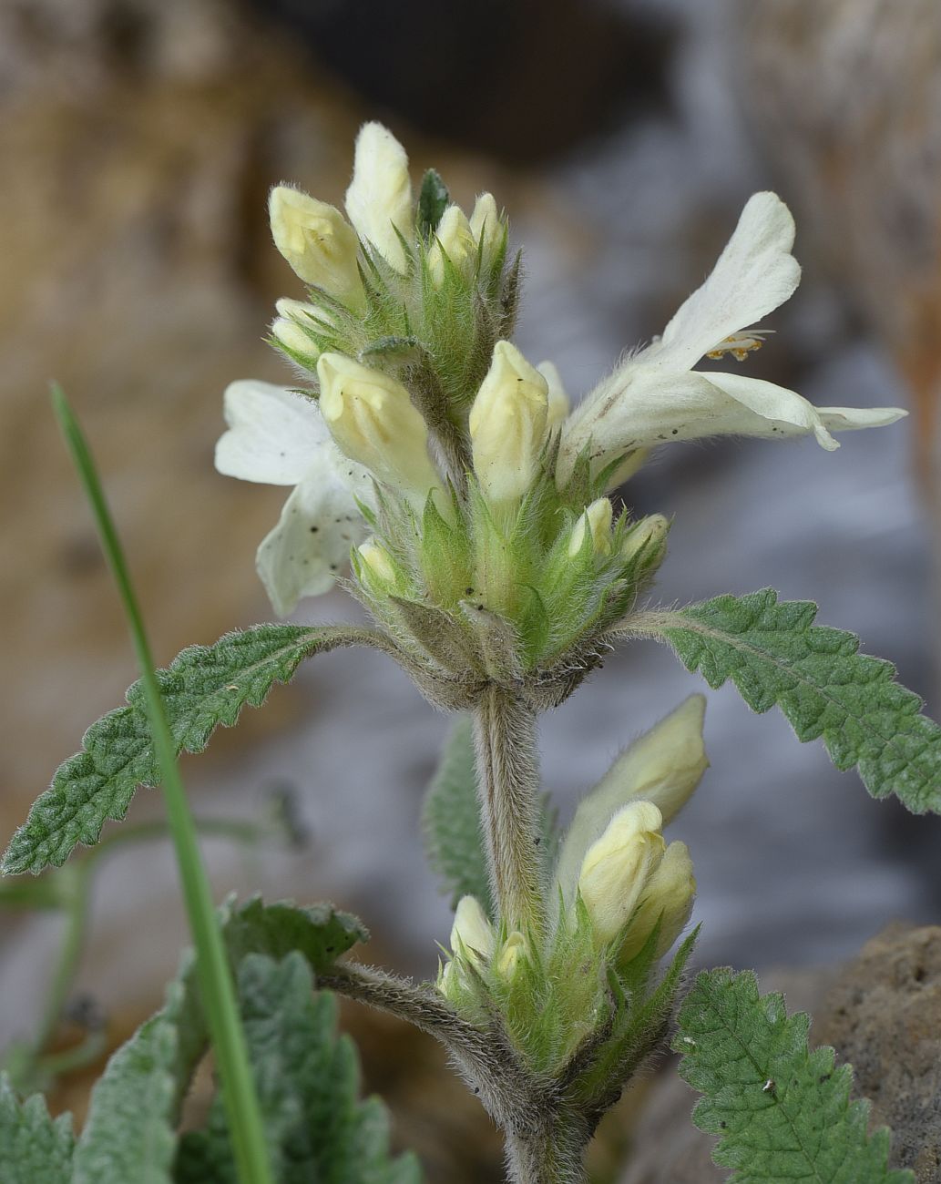 Image of Betonica ossetica specimen.