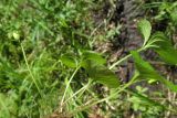 Смотреть изображение Viola palustris