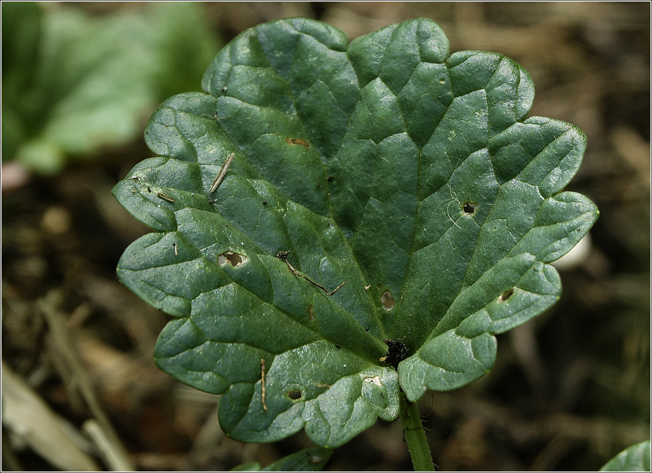 Изображение особи Glechoma hederacea.