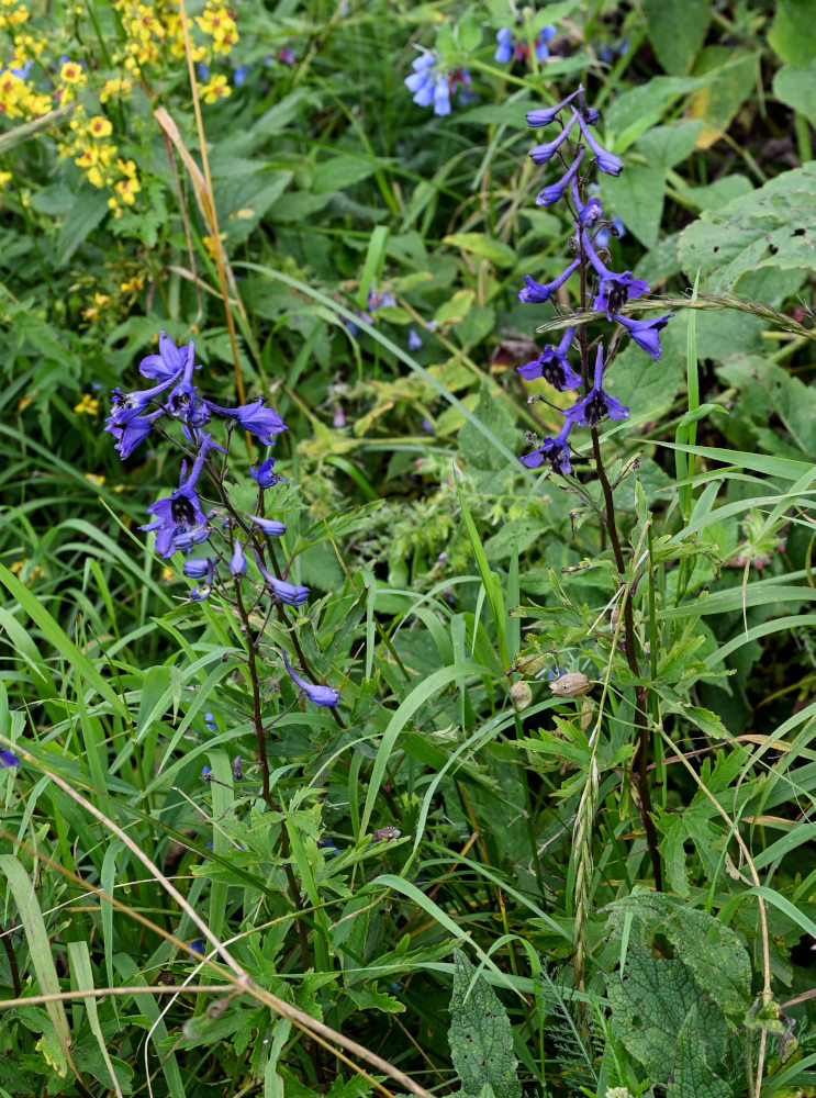 Изображение особи род Delphinium.