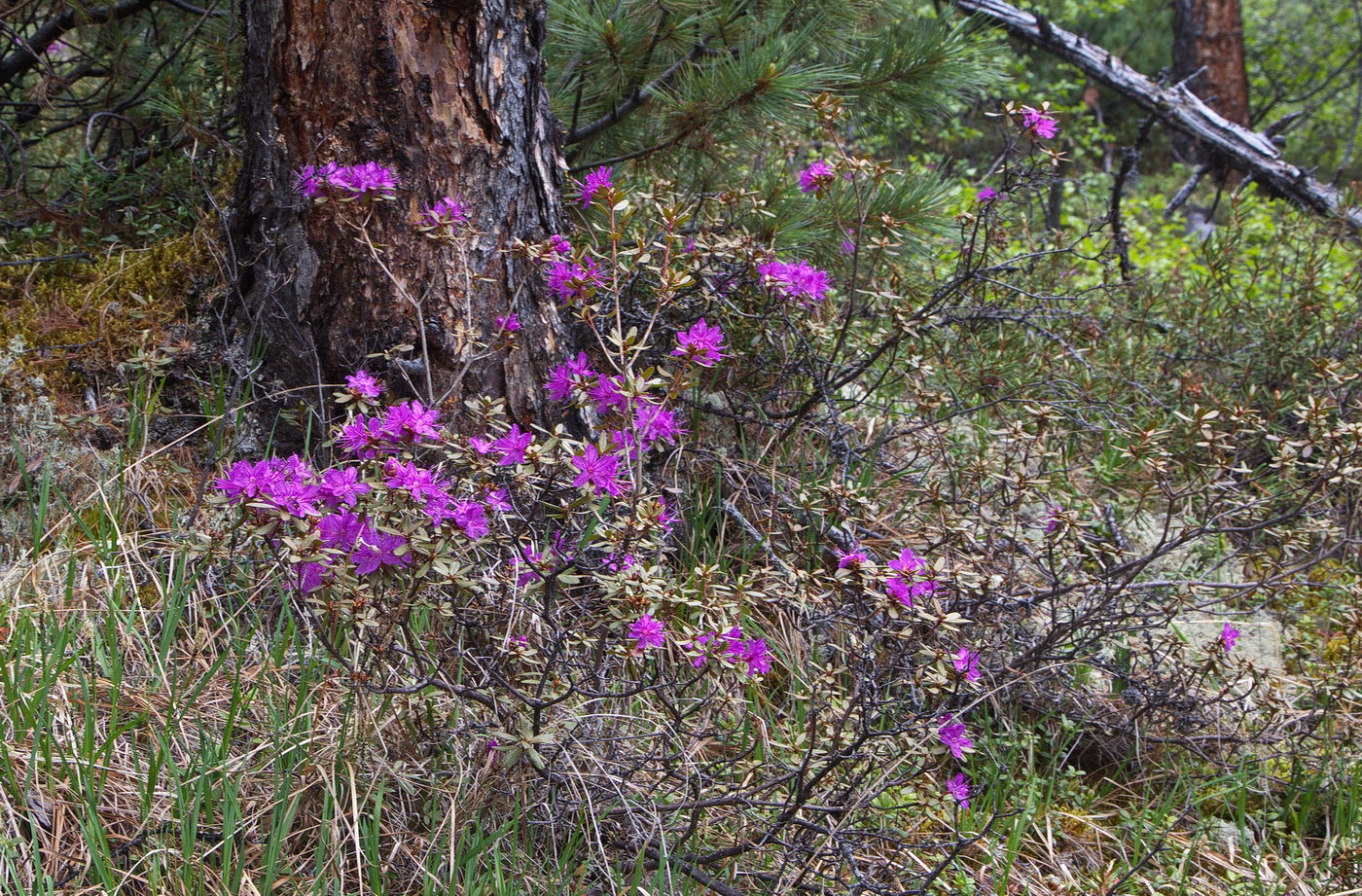 Image of Rhododendron parvifolium specimen.