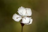 Dianthus cretaceus. Цветок. Кабардино-Балкария, Эльбрусский р-н, оз. Донгуз-Орун, ≈ 2500 м н.у.м., травянистый склон. 23.08.2023.