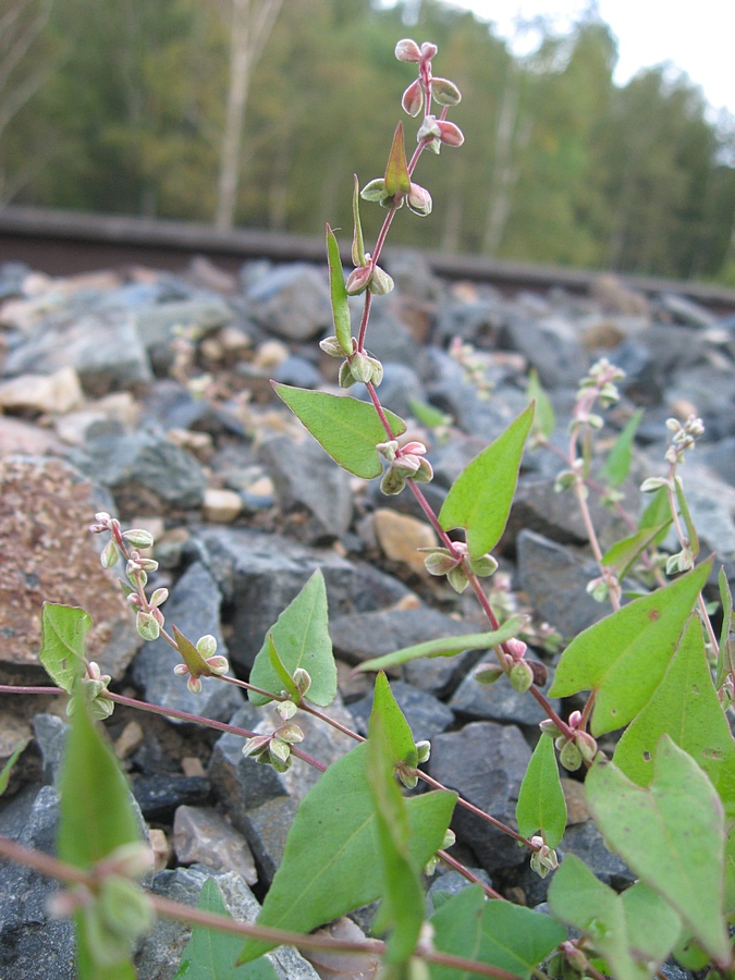 Image of Fallopia convolvulus specimen.