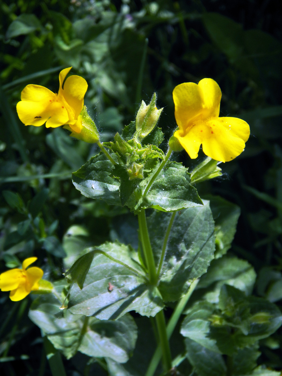 Изображение особи Mimulus guttatus.