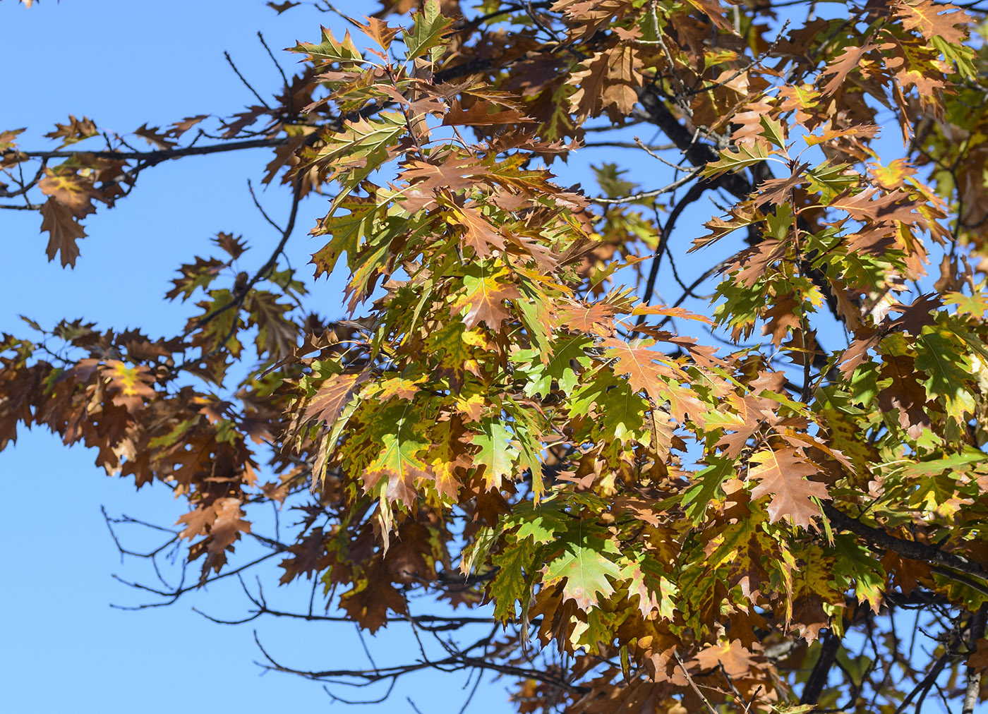 Изображение особи Quercus rubra.