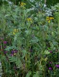 Tanacetum boreale. Цветущие растения. Красноярский край, Туруханский р-н, г. Игарка, опушка смешанного леса. 21.07.2023.