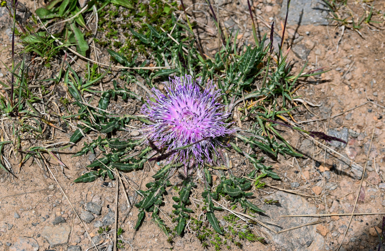 Image of Jurinella subacaulis specimen.