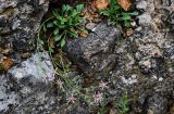 Rhinactinidia limoniifolia. Цветущее растение. Киргизия, Джалал-Абадская обл., Западный Тянь-Шань, долина р. Афлатун, ≈ 1300 м н.у.м., на скале. 11.07.2022.