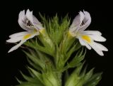 genus Euphrasia