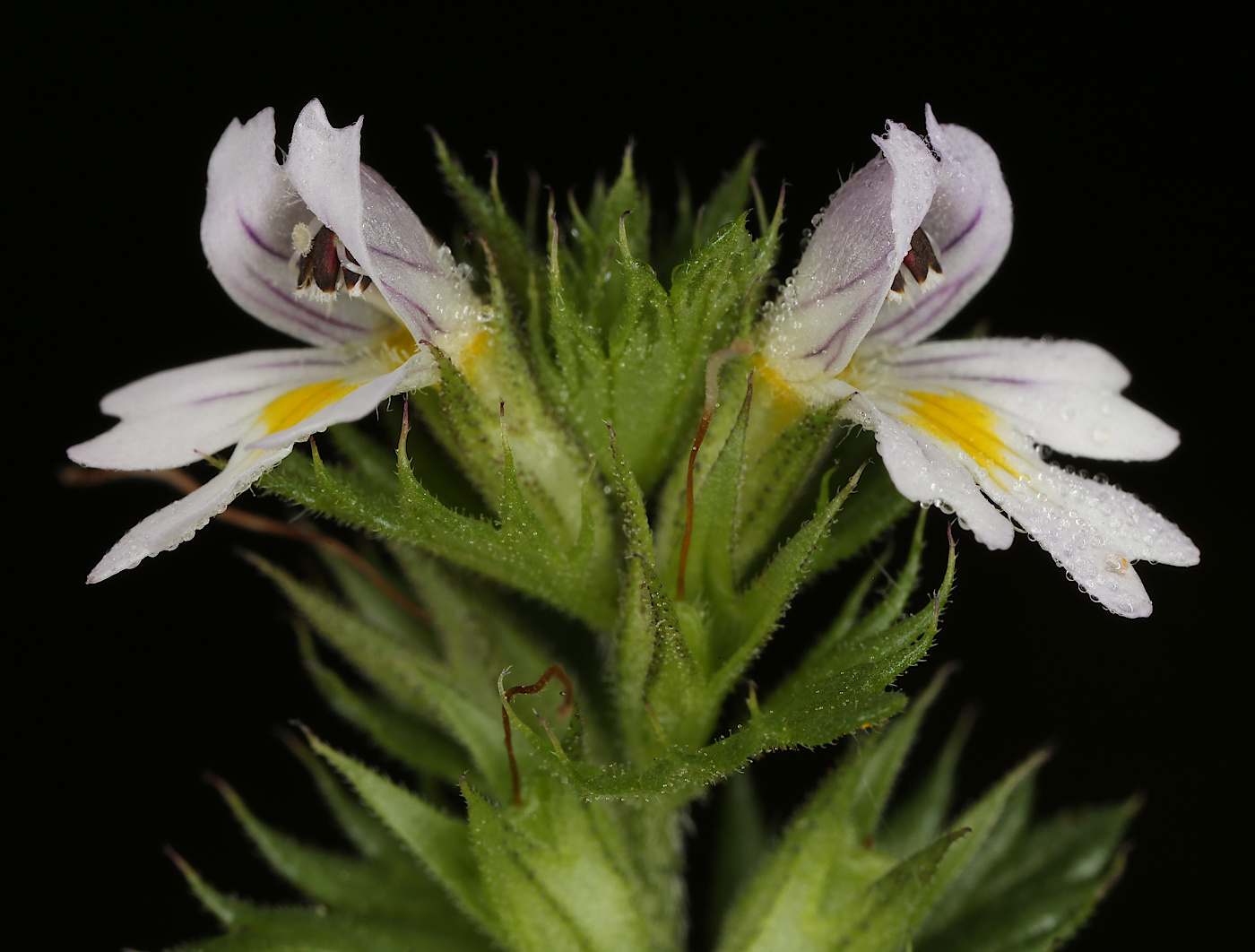 Изображение особи род Euphrasia.